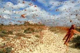 سخنگوی سازمان حفظ نباتات خبر داد: گله‌های ملخ ۷ استان را آلوده کردند/ حجم گسترده‌تری از آفت ملخ صحرایی وارد ایران می‌شود