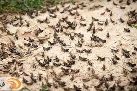 تکذیب ادعای حمله ملخ‌ها به تهران