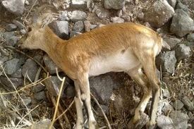 طاعون نشخوارکنندگان برای انسان خطری ندارد