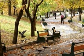 کلاغ سیاه های تهران زیاد شده؟