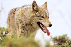 حمله گرگ ها به ساکنین خلخال و تعطیلی مدارس