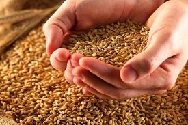 افزایش قیمت جهانی گندم
