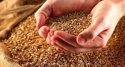 افزایش قیمت جهانی گندم