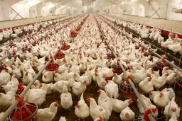قیمت مرغ زنده با ارز نیمایی کیلویی ۴۵ هزار تومان تمام می‌شود
