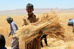 خرید ۴ میلیون تن گندم